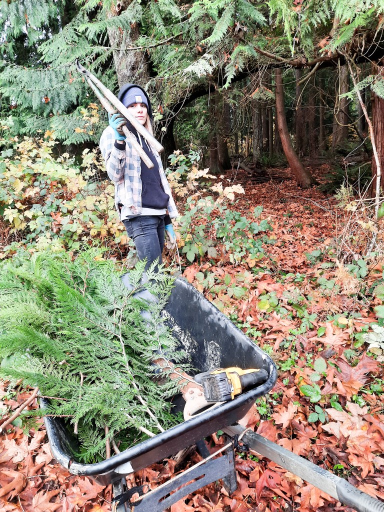 Cedar boughs make a long lasting Christmas wreath