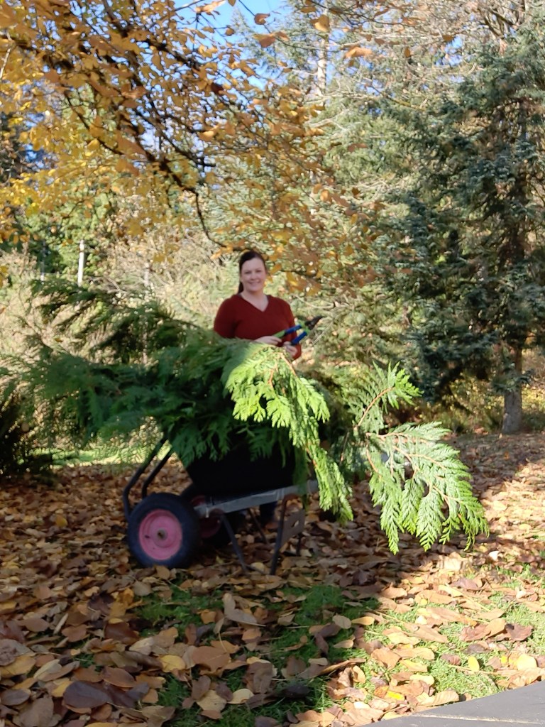Take your wheel barrow along to gather cedar boughs