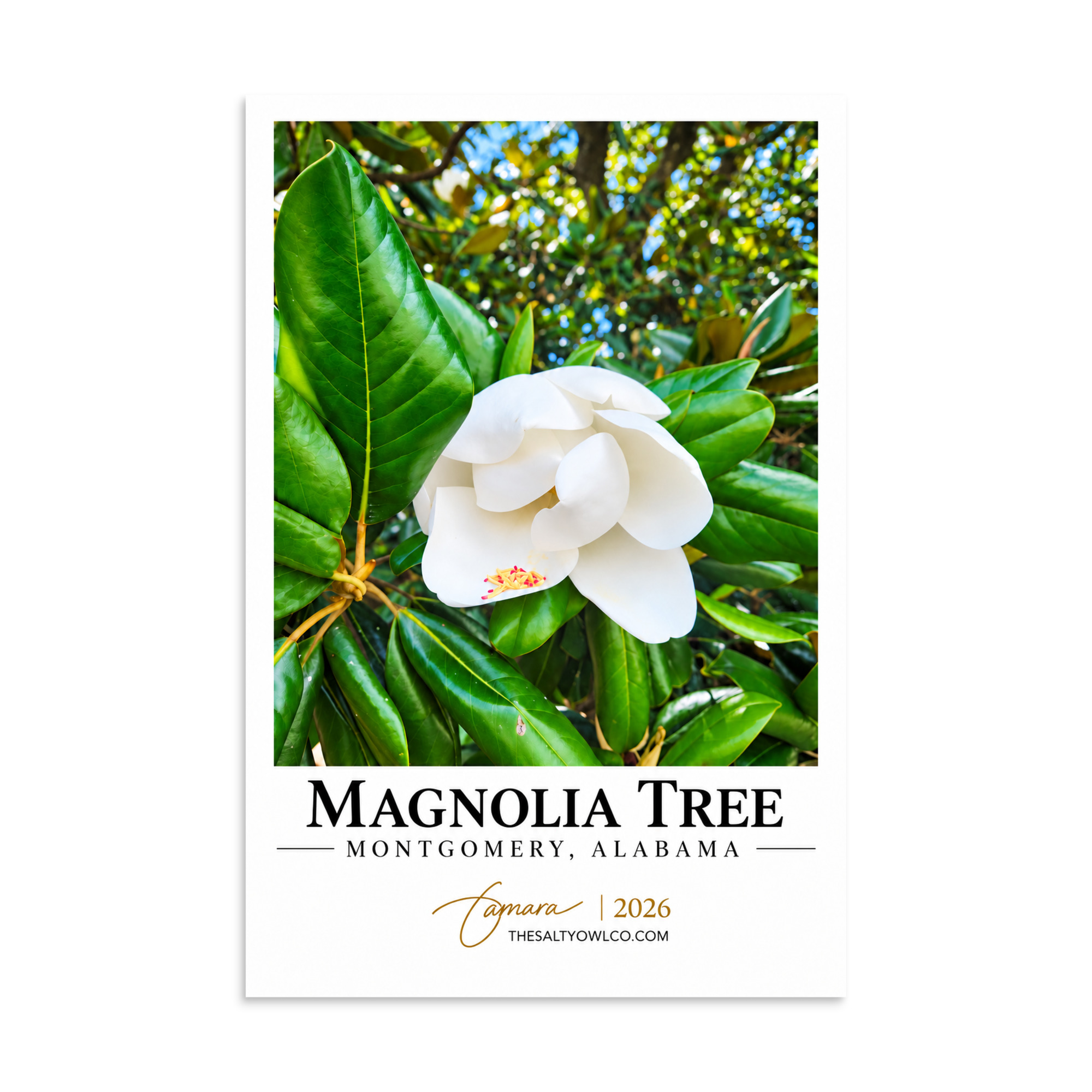 Magnolia Tree - Montgomery Travel Print - Image 4
